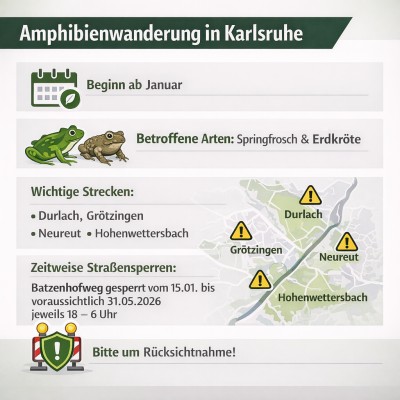 Amphibienwanderung in Karlsruhe: Straßensperren und Schutzmaßnahmen